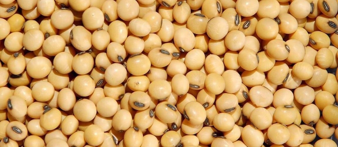 Soy bean