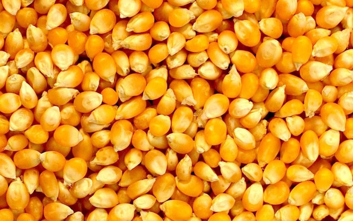 Corn